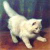 安哥拉小猫
