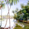 锡兰加勒附近河岸上的椰子树