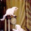 和两只猫玩