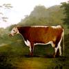 “斑斓”：母牛