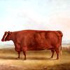 风景中的长角牛，查斯特尔顿的约翰·亨利·惠特莫尔·琼斯的财产