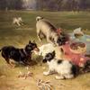 与风筝搏斗-曼彻斯特猎犬，帕格犬和国王查尔斯猎犬