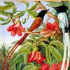 锡兰红棉树的叶子和花以及一对长尾的苍蝇捕手