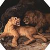 狮子和母狮